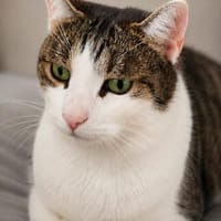 Joey sucht neues Zuhause, Kater zur Adoption