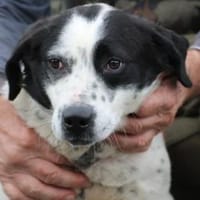 Musa - unkomplizierte Hündin, Hündin zur Adoption