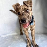 Alpi -Zuckersüßer Hundebub sucht, Hund zur Adoption