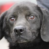 Basti - kinderlieber Familienhund, Hund zur Adoption