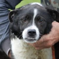 Danty - sehr zutraulich u. lieb, Hund zur Adoption