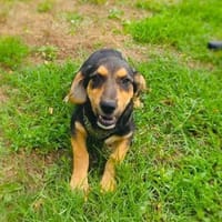 Zara ein freundliches Hundekind, Hündin zur Adoption
