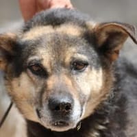 Felix - angenehmes, liebes Wesen, Hund zur Adoption