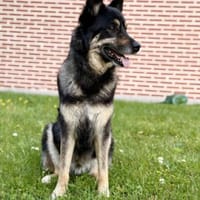 Bruce - souveräne Kuschler gesucht, Hund zur Adoption