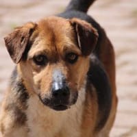 Nick - aufgewecktes Kerlchen, Hund zur Adoption