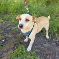 Jackie sehr lieb und verschmust, Hund zur Adoption
