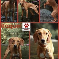 Aktive Raquel sucht ihre Menschen, Hündin zur Adoption