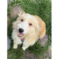 Kimba - wartet in 76857 Albersweiler, Hund zur Adoption