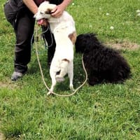 Kleine Hunde suchen ein Zuhause, Hund zur Adoption