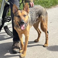 Thor sucht ein Zuhause!, Hund zur Adoption