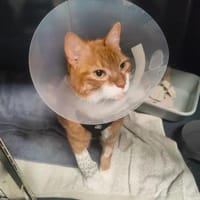 Kater Rudi sucht Kuschelstelle, Kater zur Adoption