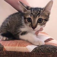 Aiko, Kater zur Adoption