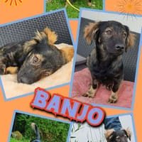 süßer Banjo auf PS in 92348, Hund zur Adoption