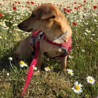 Effy°  in 64546 Mörfelden *ANFRAGESTOPP*, Hündin zur Adoption