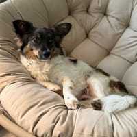 Ebbi , ruhig und entspannt, Hündin zur Adoption