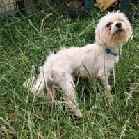 Husi, liebenswerter Malteser Junge, Hund zur Adoption