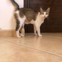 Amber, Katze zur Adoption