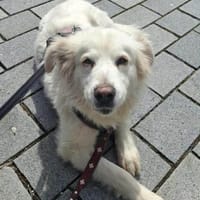 Seniorin Shelby sucht ruhiges Zuhause, Hündin zur Adoption