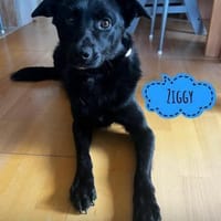 Ziggy ein absoluter Schatz, Hund zur Adoption