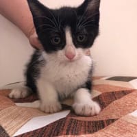 Alicia, Katze zur Adoption