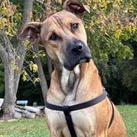 REY  - AUF PS IN DEUTSCHLAND, Hund zur Adoption