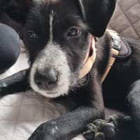 Ilviy, kleine Kämpferin sucht ihr Glück, Hündin zur Adoption