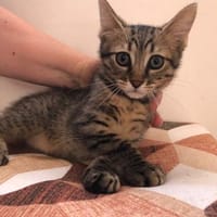 Armin, Kater zur Adoption