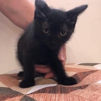 Amelie, Katze zur Adoption