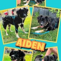 sportlicher Aiden auf PS in 80999, Hund zur Adoption