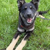 Asja, ein freundliches Mädchen 8 mon, Hündin zur Adoption