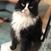 Nami sucht ein neues Zuhause, Katze zur Adoption