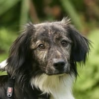 Achilles, geb. 04/2025, 30655 Hannover, Hund zur Adoption