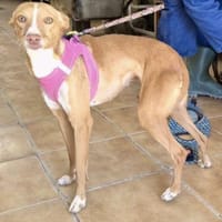 Molly, bewegunsgfreudig, offen, Hündin zur Adoption