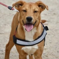 Duna, agil ,neugierig, zutraulich, Hündin zur Adoption