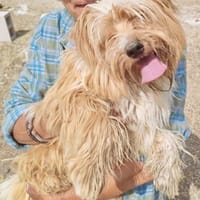 Mogwai, agil, verspielt, freundlich, Hund zur Adoption