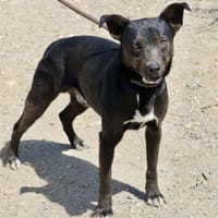 Malcolm, anschmiegsam, liebevoll, offen, Hund zur Adoption