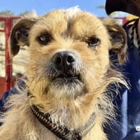 Alfie, zutraulich, neugierig, offen, Hund zur Adoption