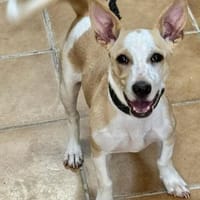 Iris, verspielt, neugierig, freundlich, Hündin zur Adoption