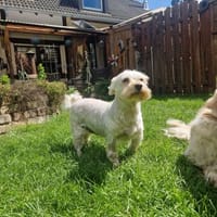 Wilma, lieber Westhighland Terrier Mix, Hündin zur Adoption
