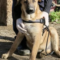 Dionisio, verspielt, agil, neugierig, Hund zur Adoption
