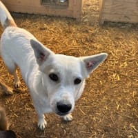 Bonnie freut sich über einen Hundekumpel, Hündin zur Adoption