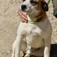 Gomez, lernwillig, neugierig, offen, Hund zur Adoption