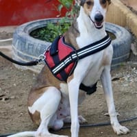 Snoopy, zutraulich, verträglich, offen, Hund zur Adoption