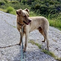 Berny-agil,verschmust und verspielt, Hund zur Adoption