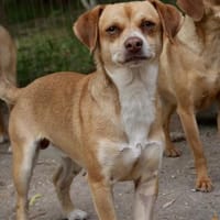 Emir-vorsichtig und interessiert, Hund zur Adoption