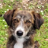 Mirto, geb. 02/2025, 27321 Emtinghausen, Hündin zur Adoption