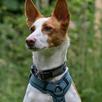 Podenga Nami wartet in 40668 Meerbusch, Hündin zur Adoption