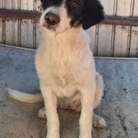 Junges Hundemädchen TILDA, Hündin zur Adoption
