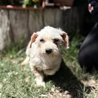 Muci tapfere Malteser Dame sucht Glück, Hündin zur Adoption