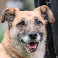 Morina - wartet in 91080 Spardorf, Hündin zur Adoption